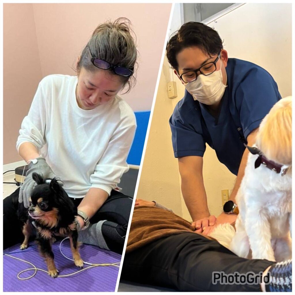 親犬整体 Instagram